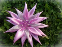 /album/kvety-zo-stuh-kanzashi/sam-5687-jpg/